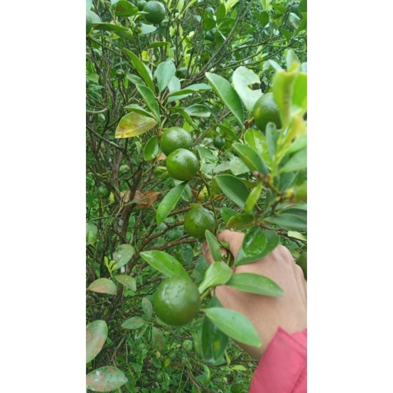 

Jeruk peras/Jeruk Sonkit/Jeruk Kunci/