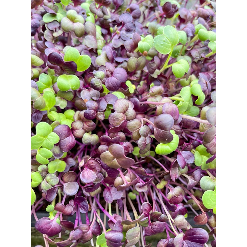 

Microgreen Purple Radish Organik