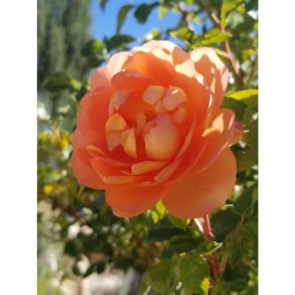 Mawar Import Pat Austin - David Austin Rose