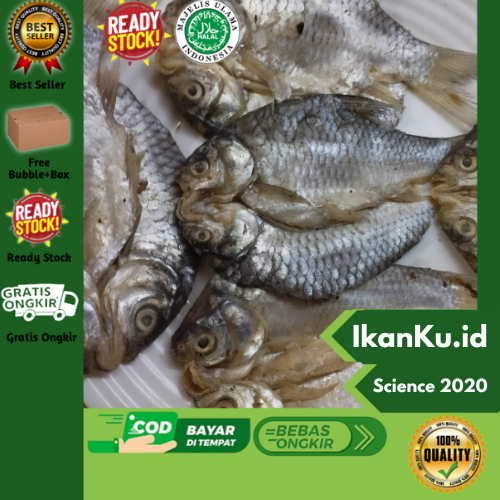 

Ikan Tawes 250gram Ikanku.id