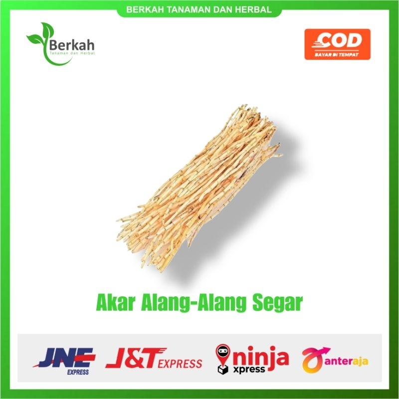 

Akar Alang-Alang Segar Hasil dari Alam