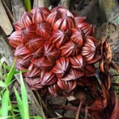 

Buah Dahon Buah Nipah Muda 1kg