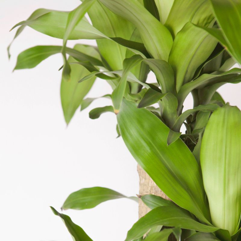 

daun hanjuang segar 500gram