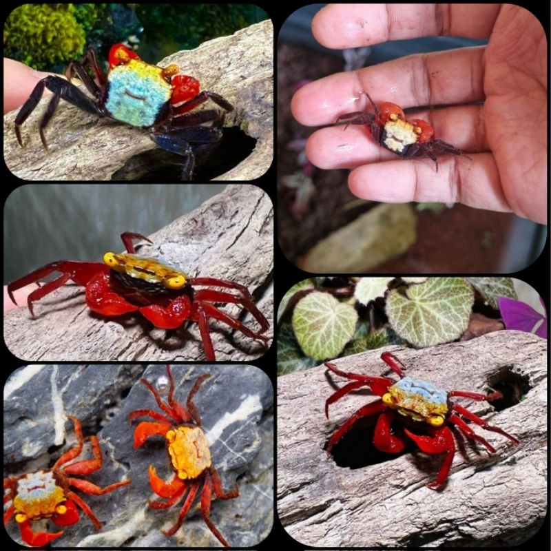 kepiting hias rainbow vampire crab atau geosesarma rouxi untuk aquarium dan aquascape