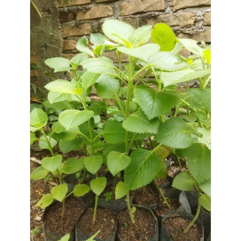 

Bibit Oregano Hidup/segar