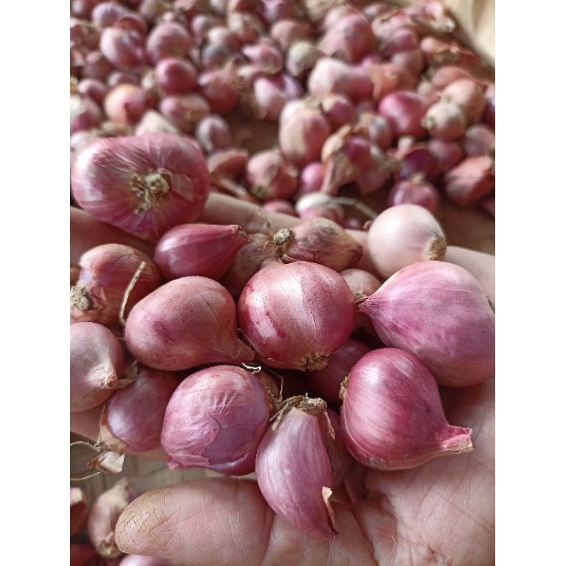 

BAWANG MERAH BESAR TANGGUNG 500GR