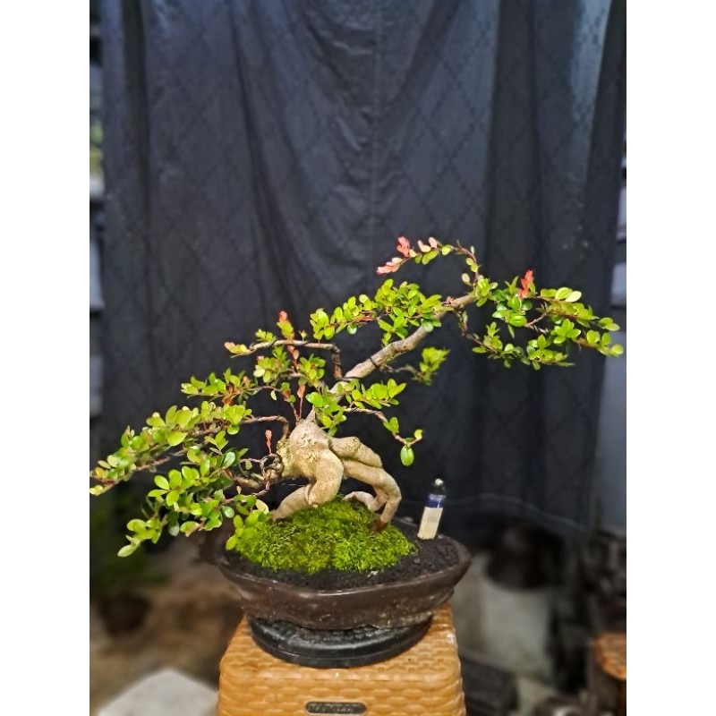 Bonsai Santigi Gunung