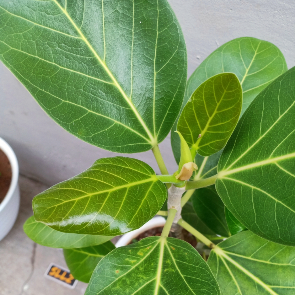 Bibit Pohon Banyan India (Ficus benghalensis) Asli