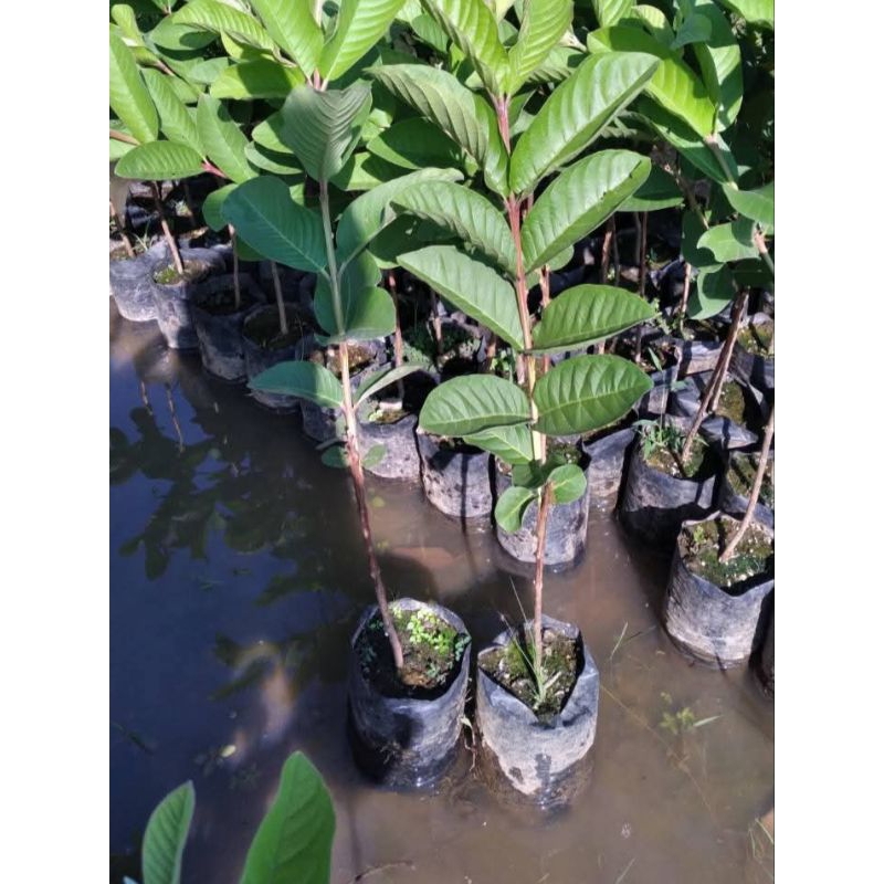 bibit tanaman jambu biji bangkok