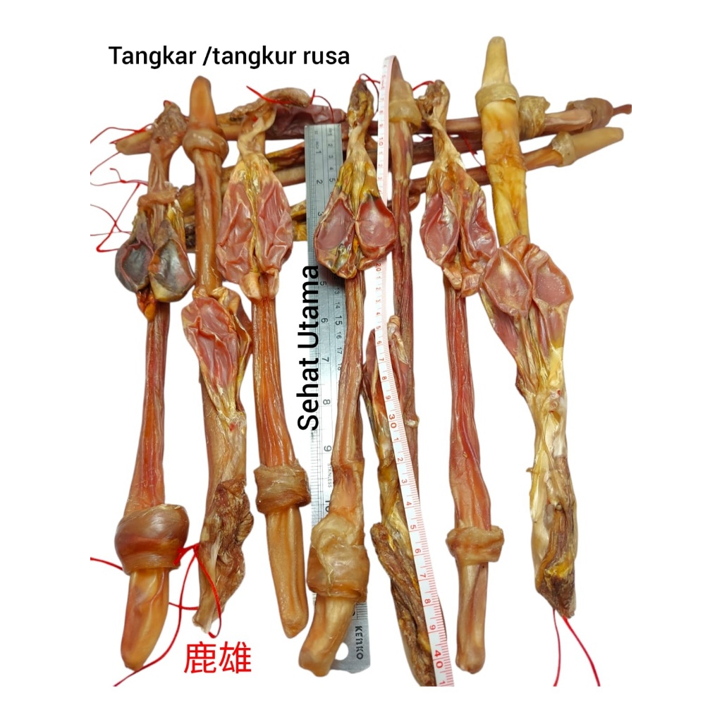 

Lu Bian 鹿鞭 / Tangkar Rusa Tiongkok / Tangkur / Tangkur Rusa Asli Zheng Lu Bian Lok Pian