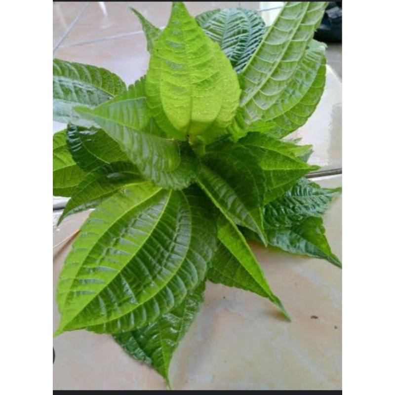 

Daun pohpohan Hijau Segar Alami Segar per ikat 100 gram