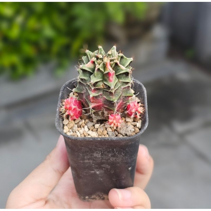 Kaktus gymno starfire merah pink cluster