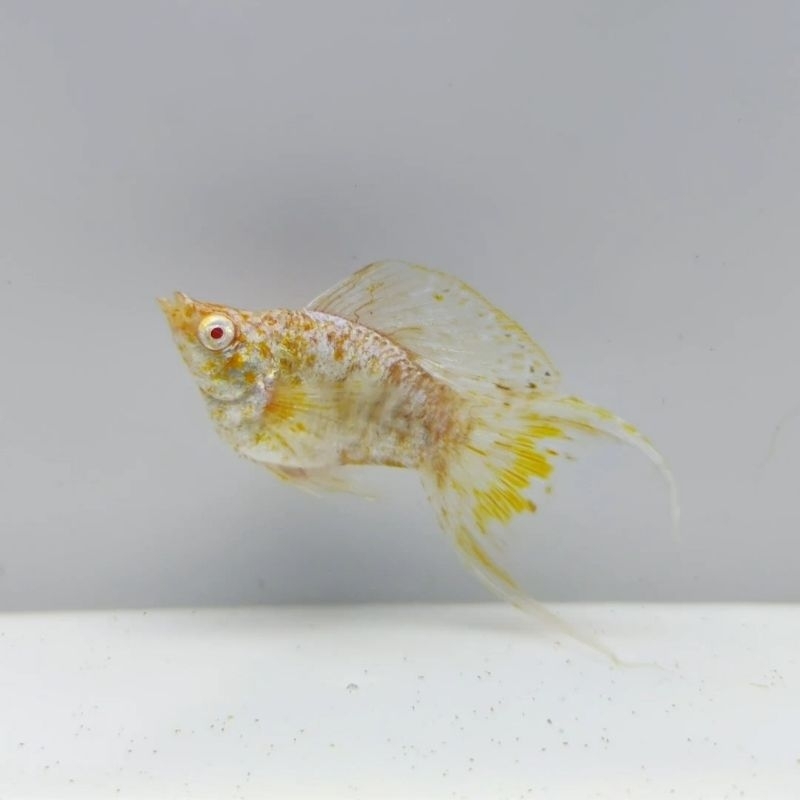 Molly albino spotted cocok untuk aquascape