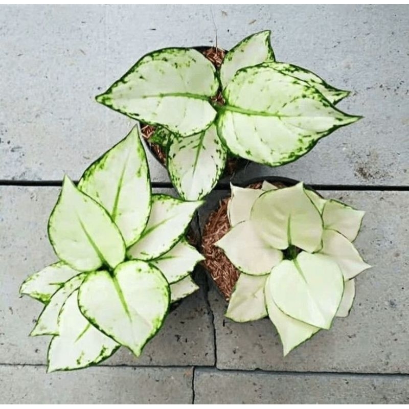 Aglaonema Super white