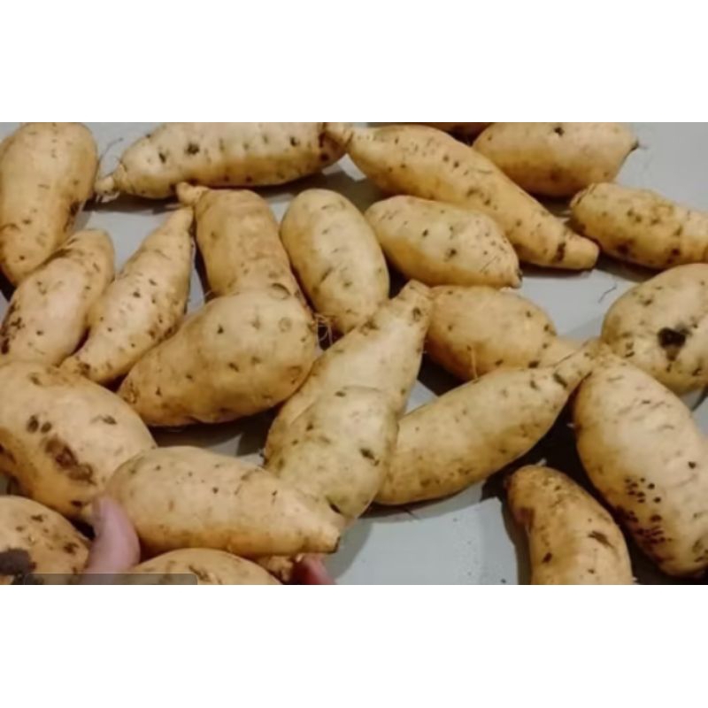 

UBI MADU CILEMBU 1kg