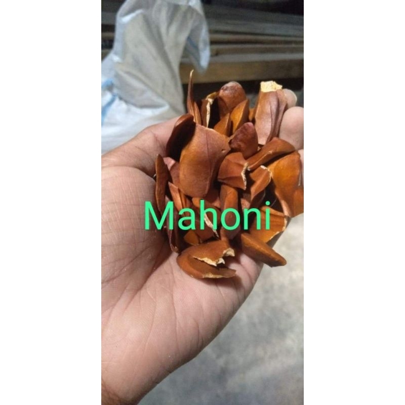 

Biji mahoni super 1 kg