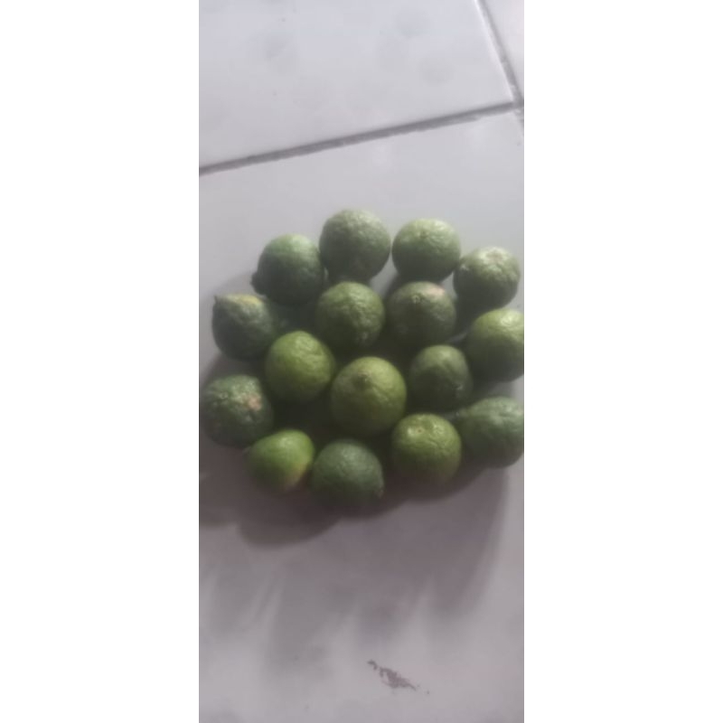 

jeruk purut segar per buah