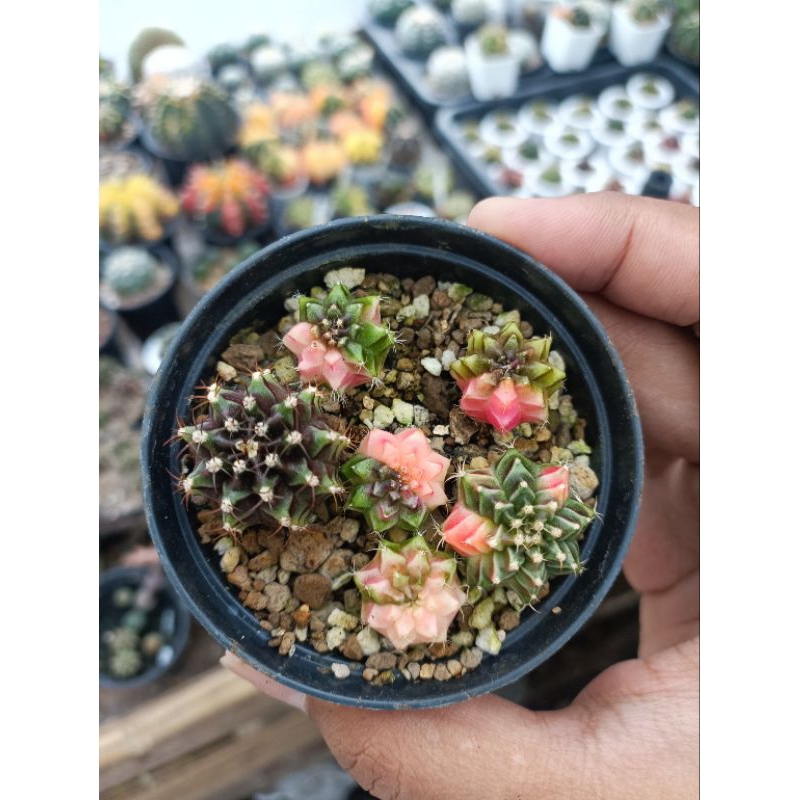 kaktus miha / LB variegata seedling seeding