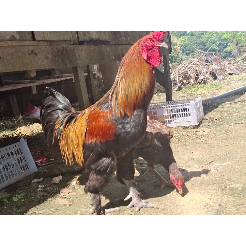 

Telur Fertil Ayam Pama Hybrid (Sale per biji)