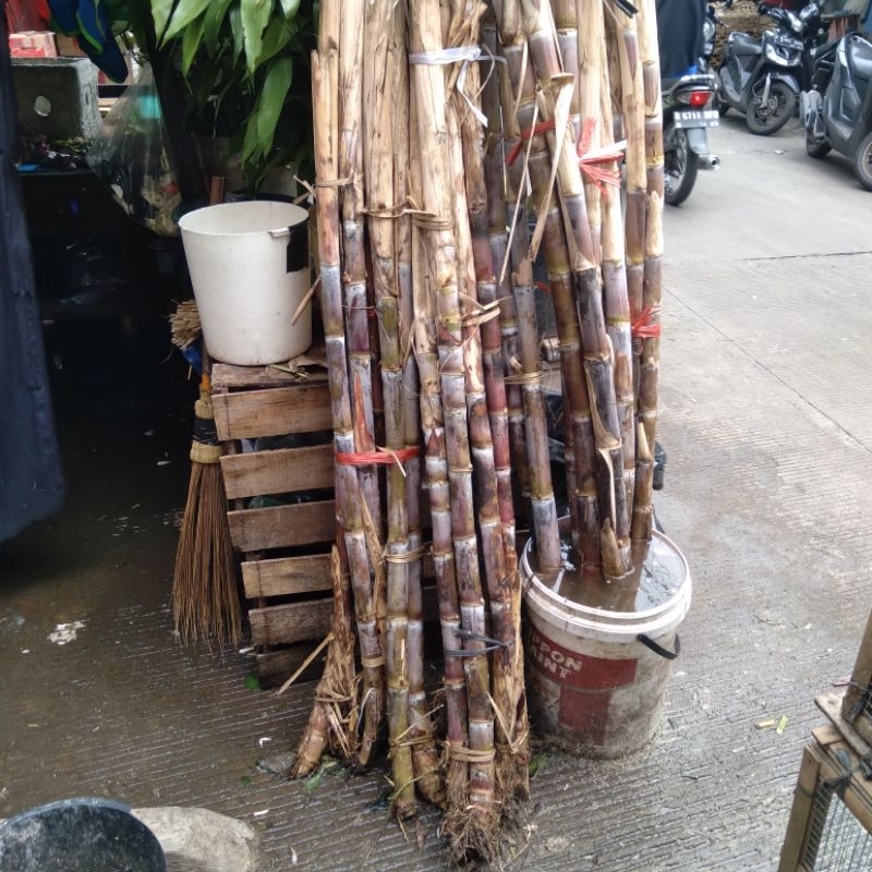 

tebu hitam buat sembahyang