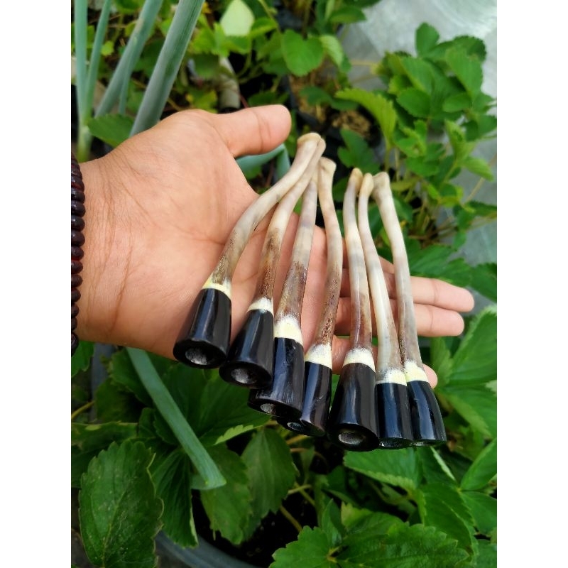 once pipa tulang kalong asli original