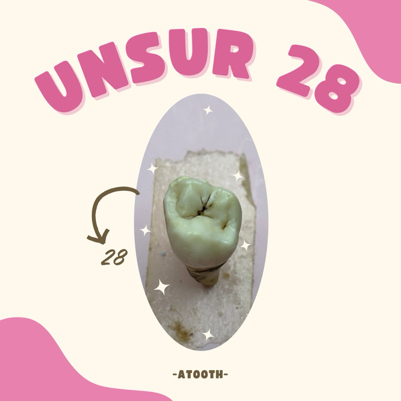 Unsur Gigi Praktikum 28