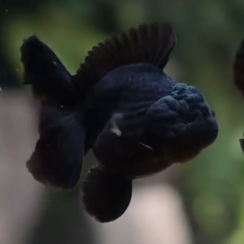 Baby Oranda BlackGreen Gemoy