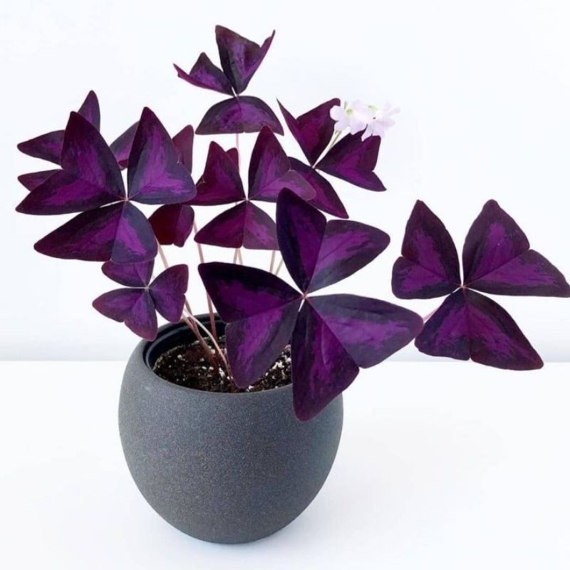 Tanaman hias Oxalis ungu - Pohon oxalis bunga