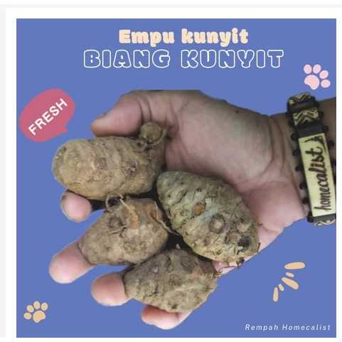 

Biang kunyit 1kg Biang Kunyit Segar / Empu Kunyit