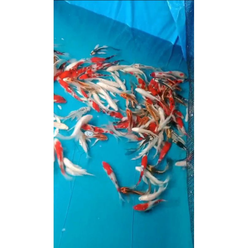 Koi Slayer dan  Koi biasa Size 15-18cm