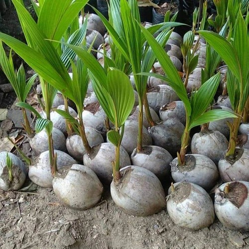 Bibit kelapa super bibit kelapa hibrida