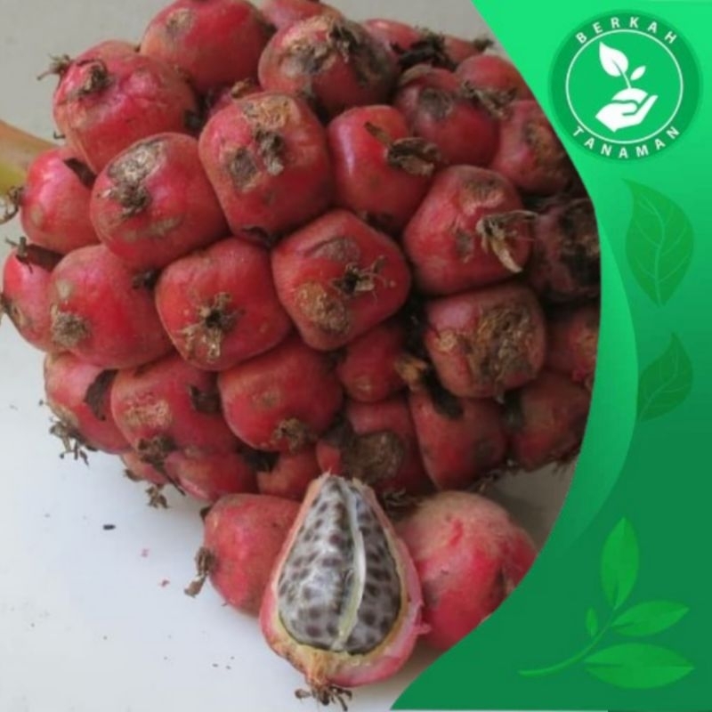

Buah Kecombrang Segar di Petik Langsung 1kg