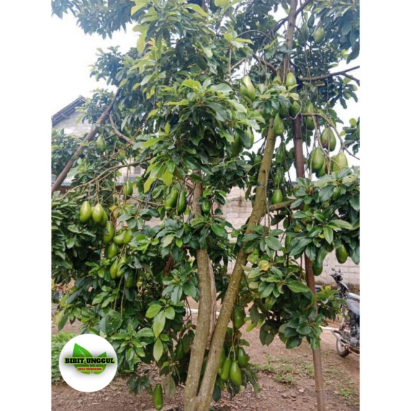 Bibit alpukat siger1/ sibatu asli lampung timur ( beli 5 gratis 1) tinggi 40-70 cm