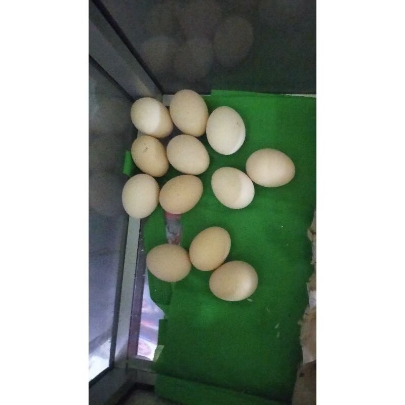 

telur ayam kampung