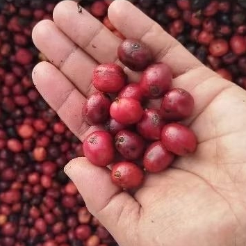 

Robusta Super premium gread A PETIK MERAH