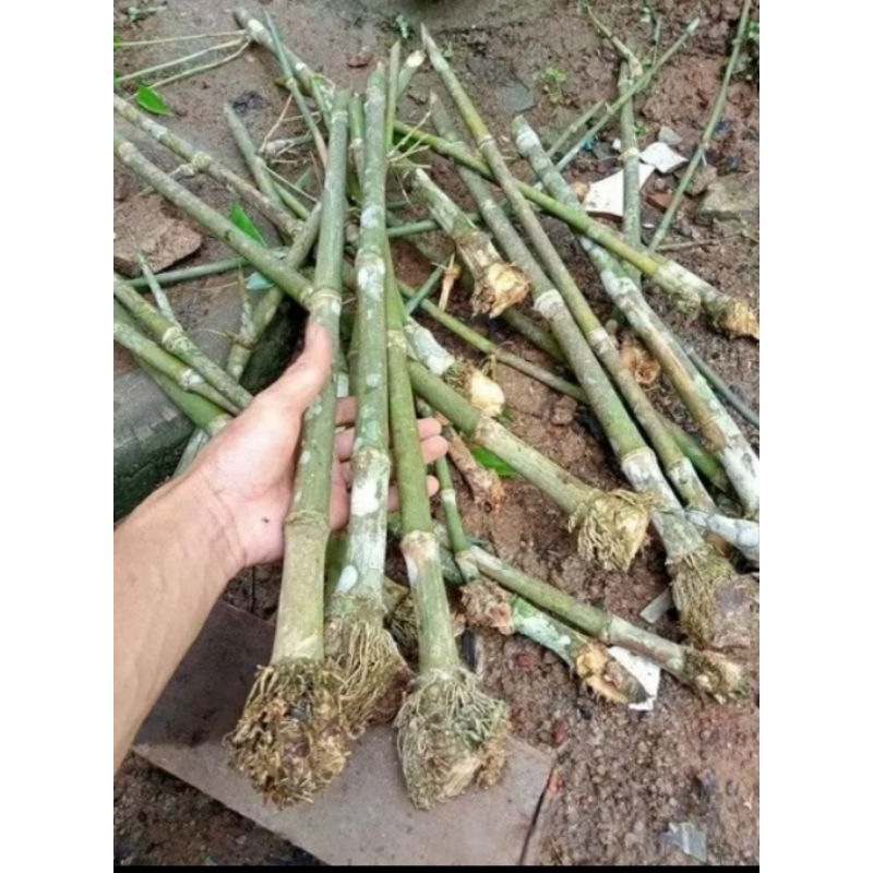 Bibit Bambu petung Bitung induk rebung
