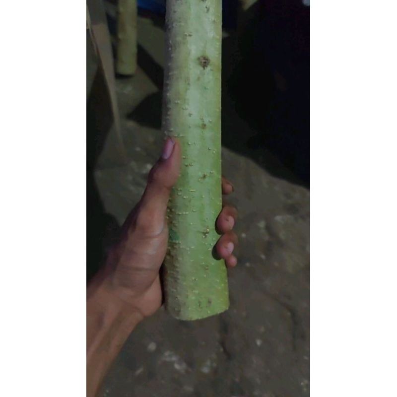 batang anting putri besar