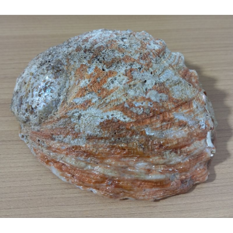 cangkang kerang Australian Red Abalone
