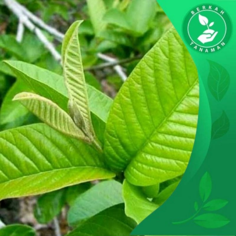 

Daun Jambu Segar Murah per Lembar Herbal Alami