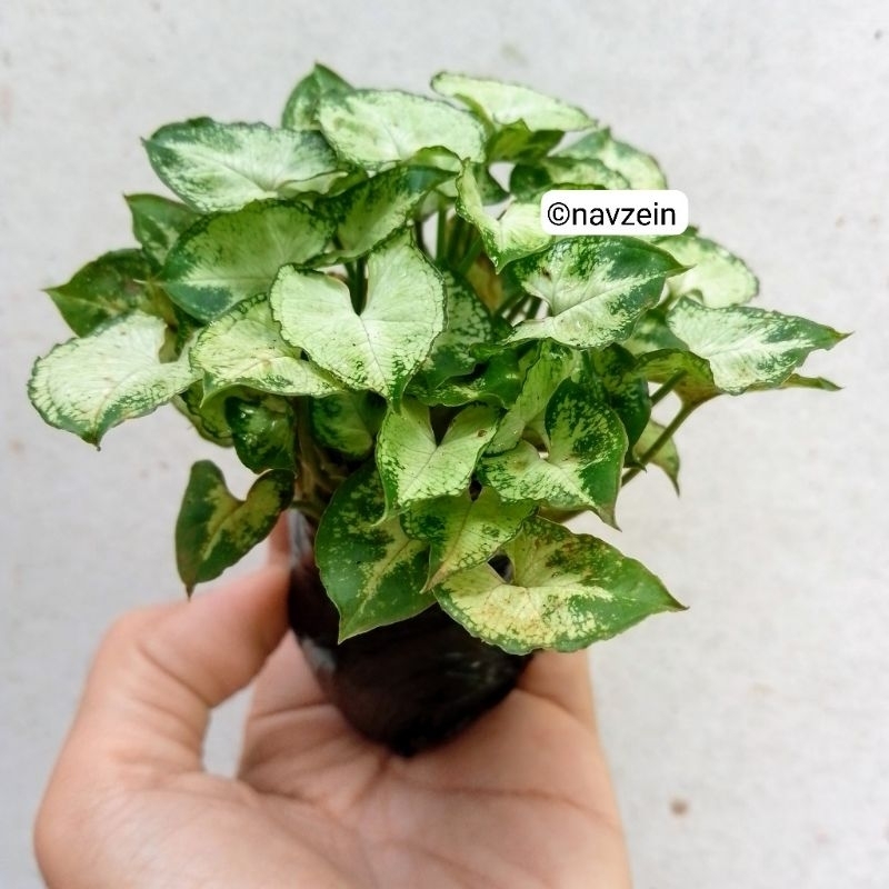 

Keladi Mini Imut Liliput (Cocok Untuk Tanaman Indoor)