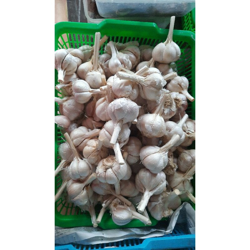 

BAWANG PUTIH KATING