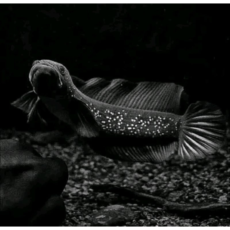 Cana Asia Tika asiatica WS Pure Gondrong sz 17-25 cm