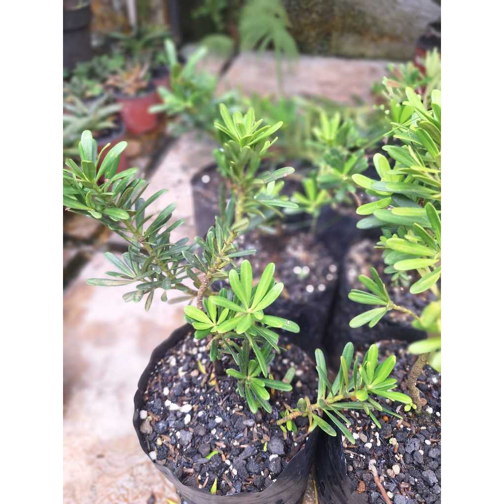 Lohansung Cincuan Tinggi 20 cm