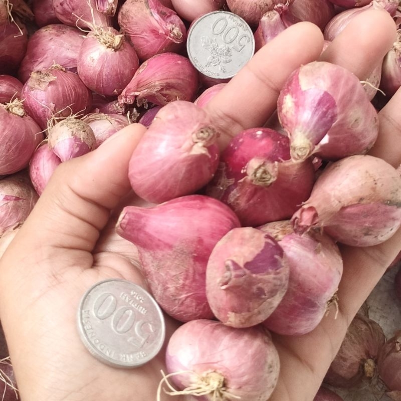 

Super Bawang Merah Lokal 0.5kg Kering Besar Termurah Berkualitas Bumbu Masak