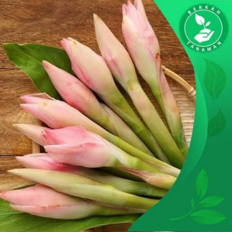 

Bunga Combrang Merah per 250 gram