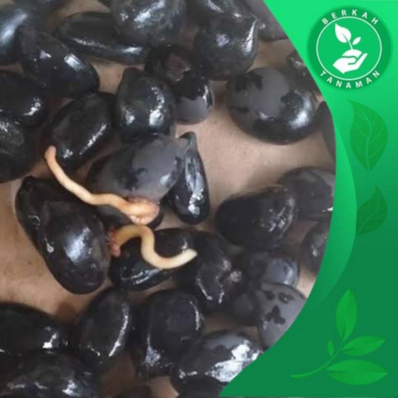 

Biji Aren Genjah Super Unggul 1kg