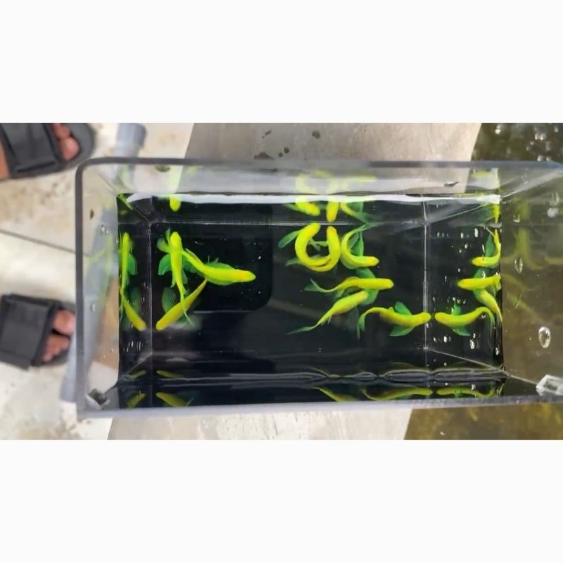 Danio Hijau Slayer