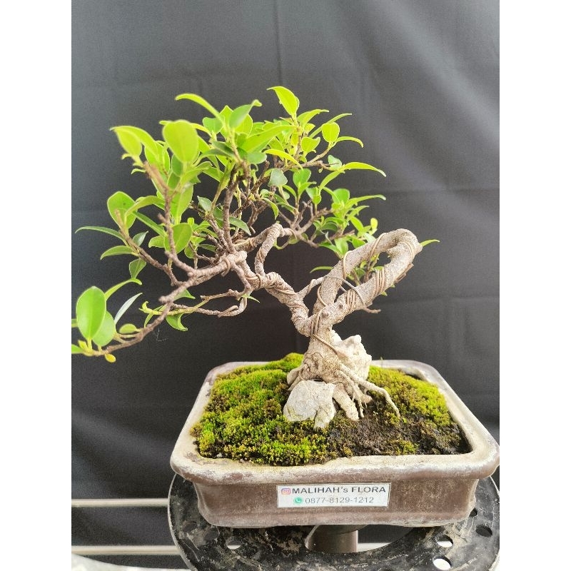 Ficus Kimeng Menawan