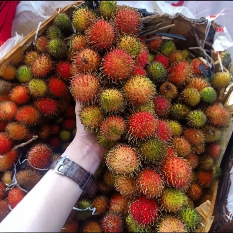 

rambutan rapiah 2 ikat
