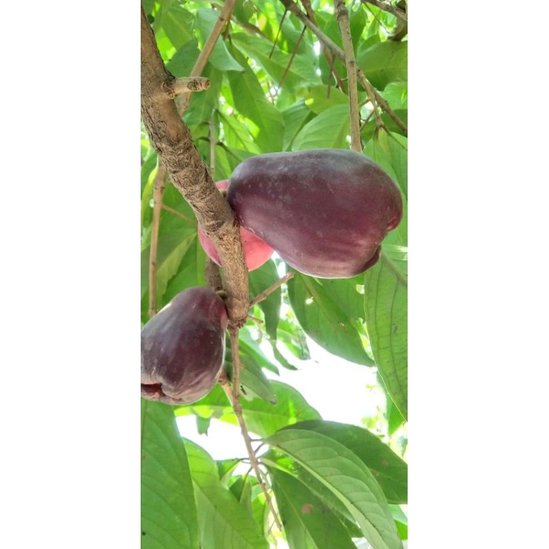 bibit jambu jamaika batang super asli